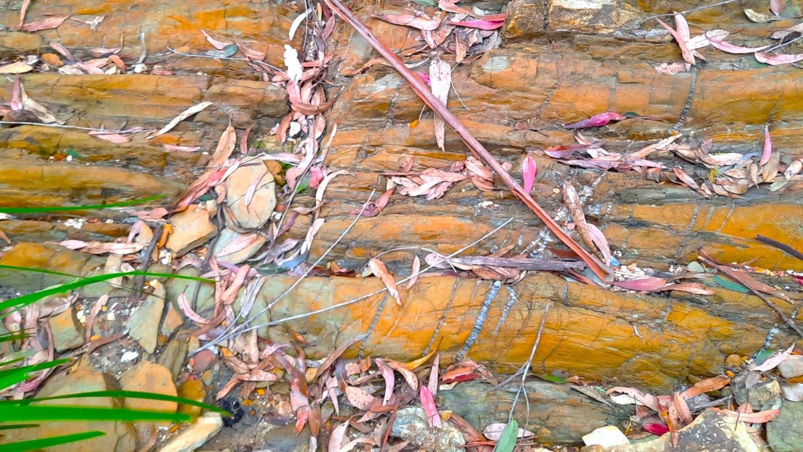 Close-up image of rocks with fallen leaves on them banner image