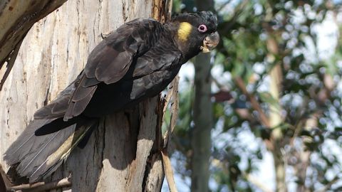 Close up image of a black cockatoo