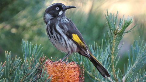 Close up image of a Honeyeater bird sitting on a yellow Banksia cone