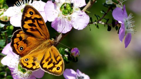 An orange and black butterfly on a purple and white flower