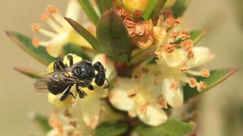 Charcoal black bee on white flower