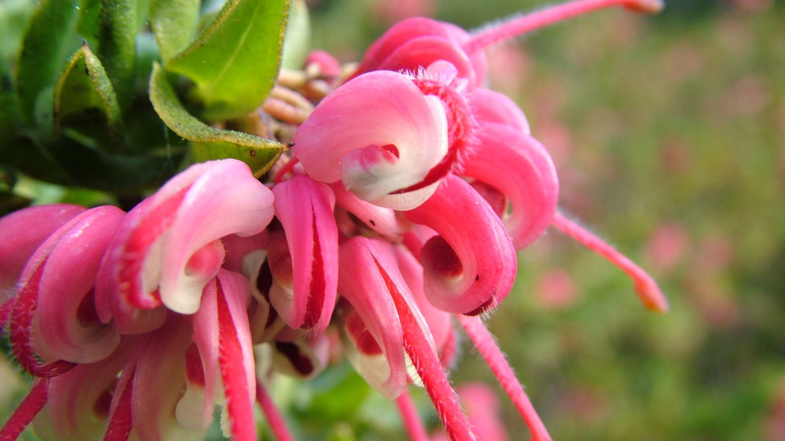 A pink grevillea banner image