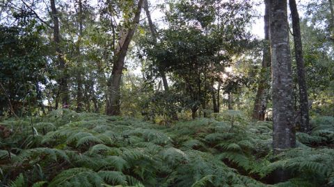 A close-up image of trees and nature