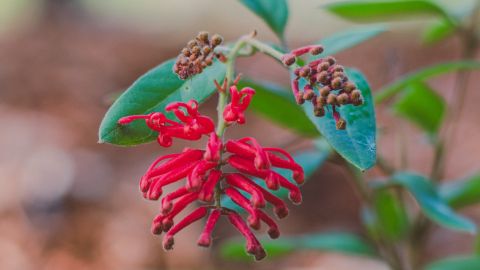 A close up image of a pink Grevillea