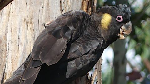 Picture of a black bird with a yellow spot on its cheek, holding onto the trunk of a tree