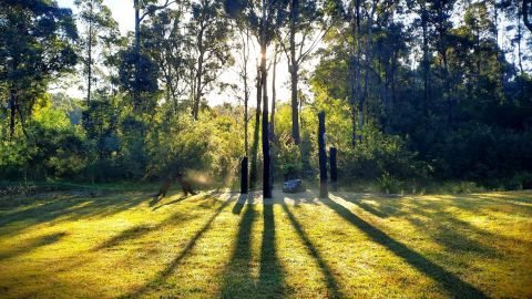 Sunlight shining through forest trees