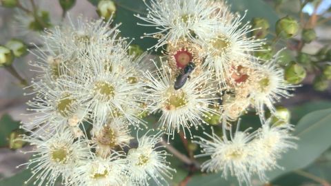 Close-up image of a yellow angophora flower