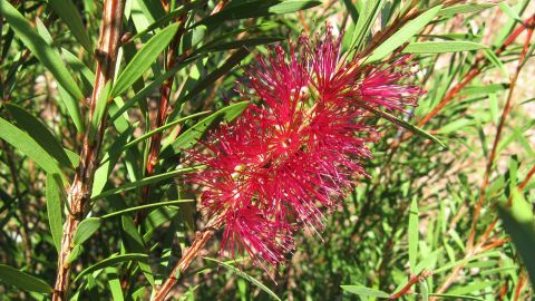 Close up image of a red bottlebrush plant and leaves