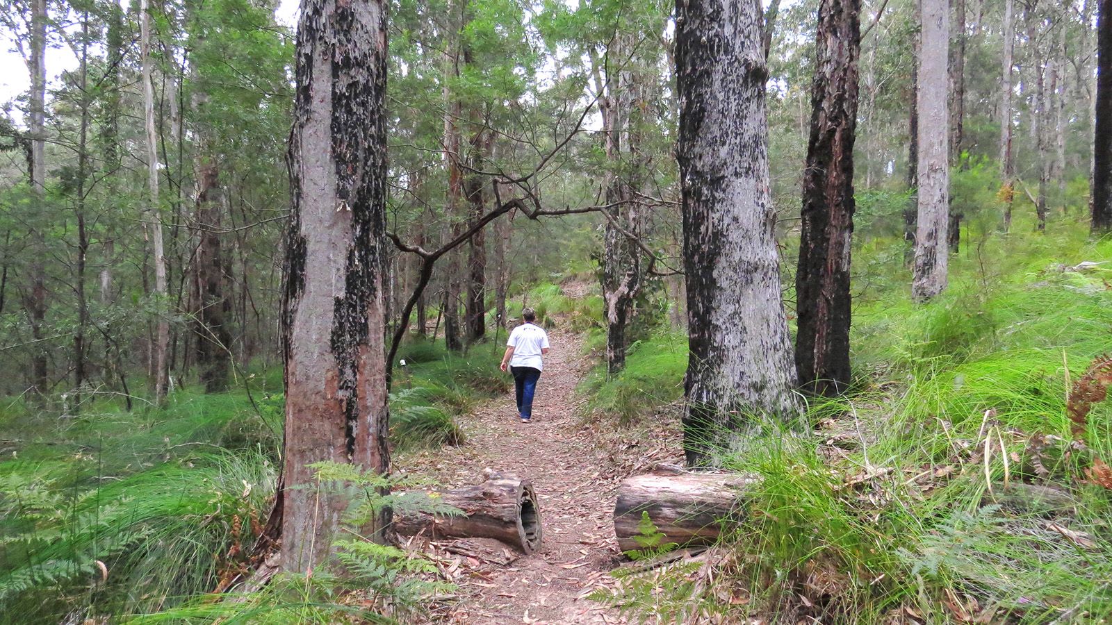 A woman wearing a white shirt and dark pants walking along a bush track banner image