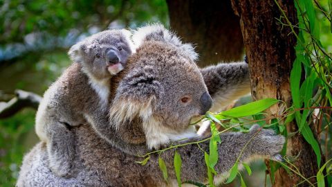 Koala with a baby on her back eating gum leaves